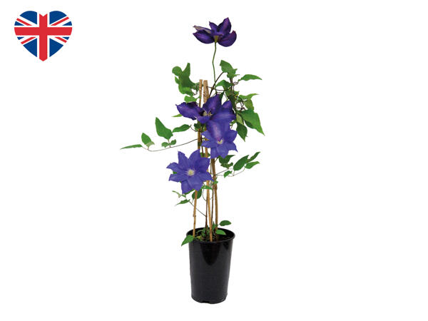 Assorted British Clematis