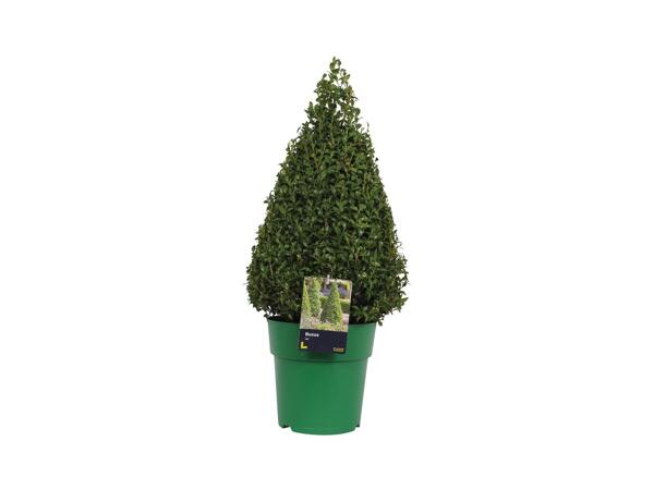 Extra Large Buxus Pyramid