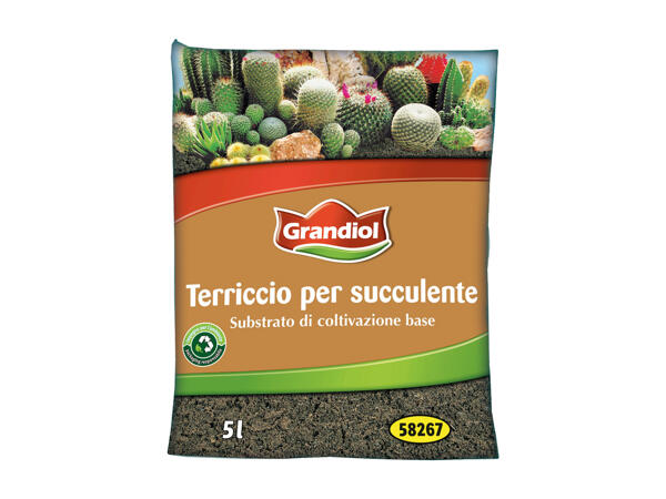 Soil for Succulents
