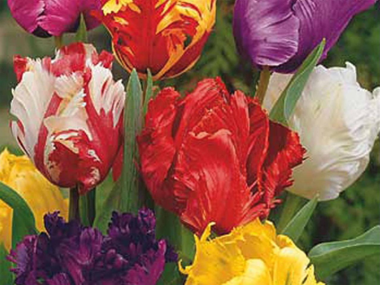Tulipes perroquet