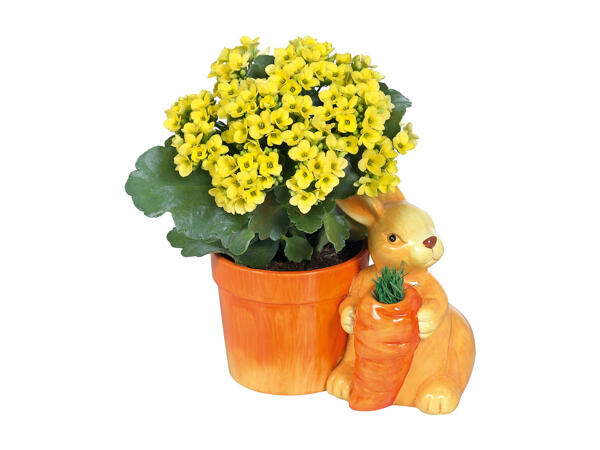 Kalanchoe in Decorative Ceramic Pot