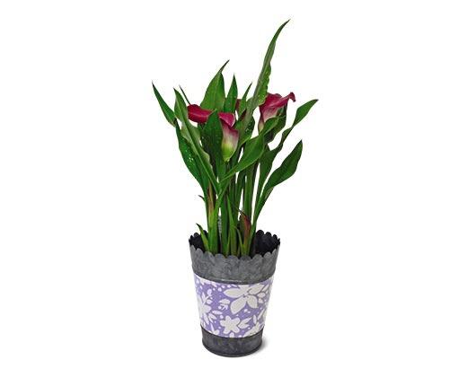 Calla Lily in Can Assorted Colors