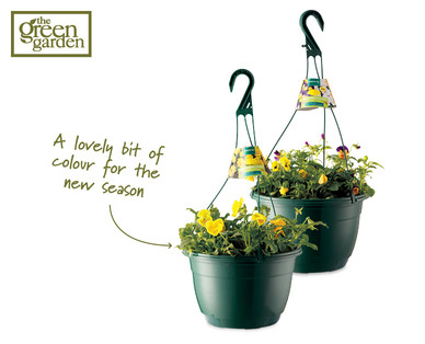 Viola/Pansy Hanging Basket