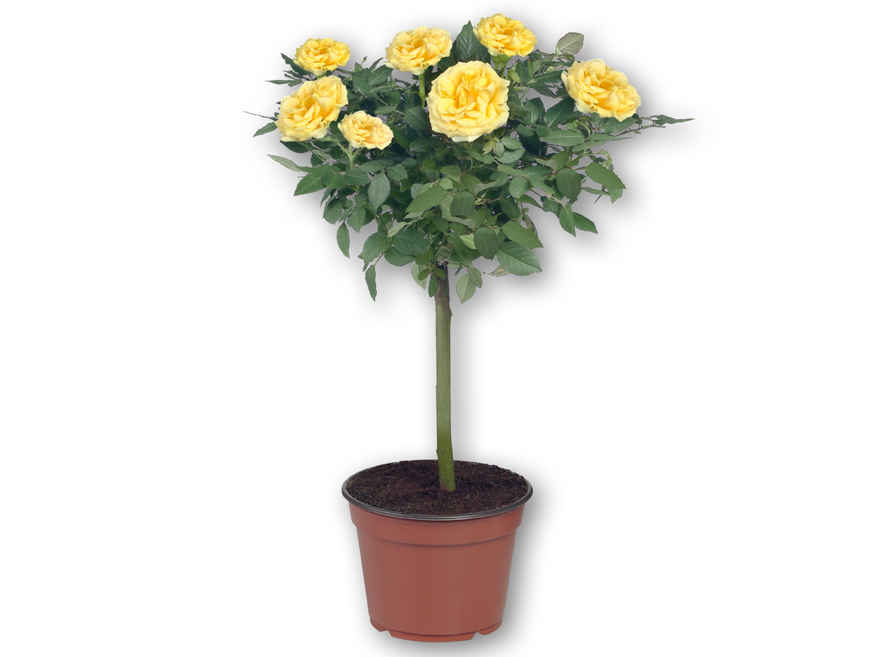 Opstammet rose