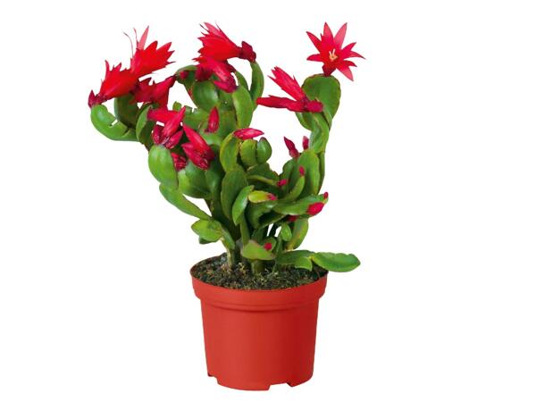 Christmas Cactus