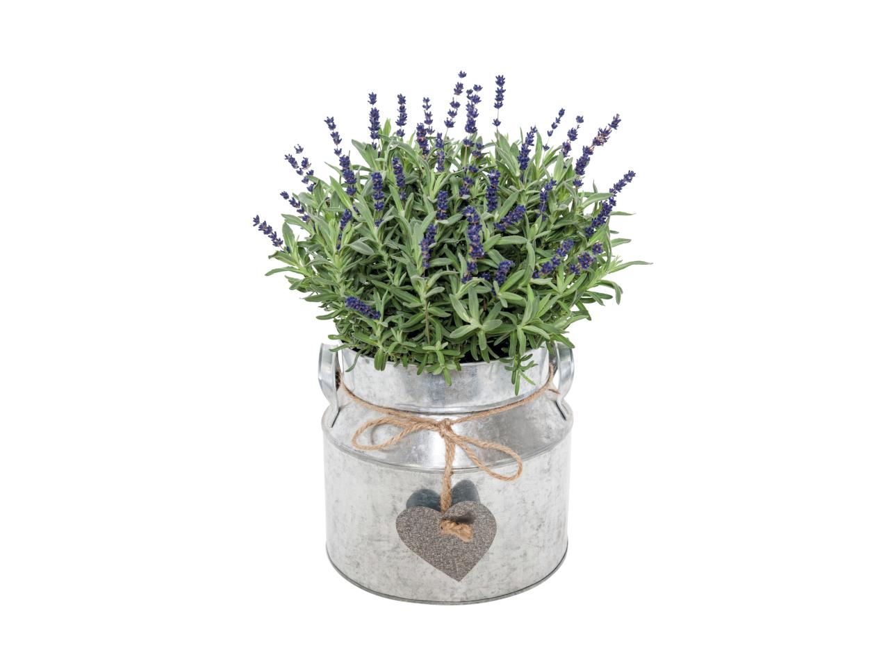 Lavender in Milk Churn1