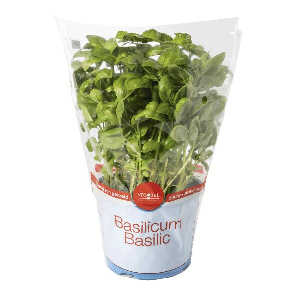 Basilic bio XXL