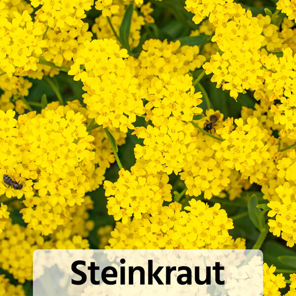 Stauden-Mix