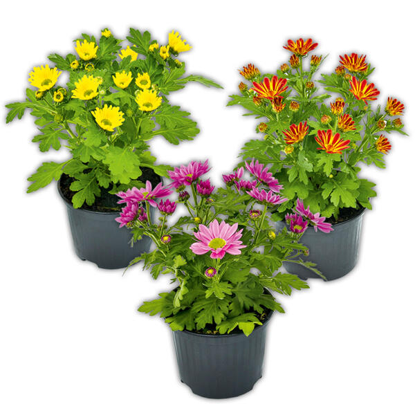 Chrysantheme "Swifty Mini"