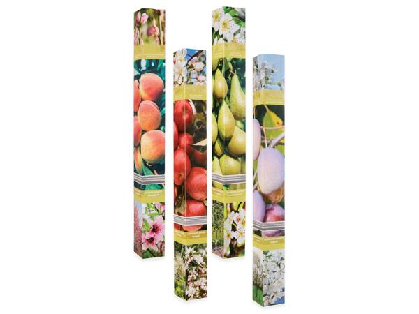 Fruit trees