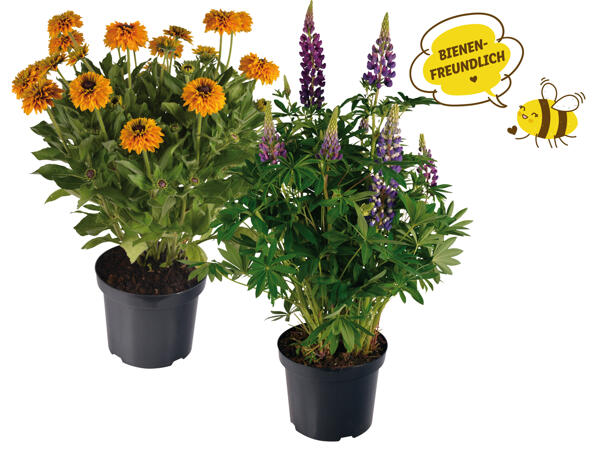 Premium Gartenstaude
