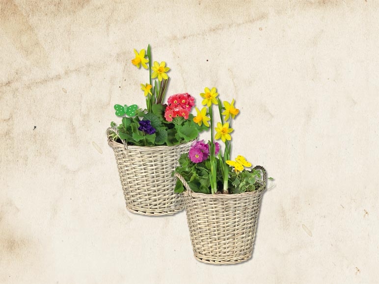 Corbeille de plantes (das le 21.1.)