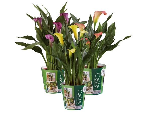 Calla