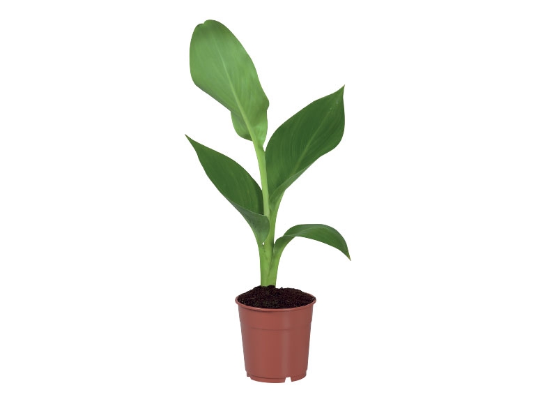 Canna Indica