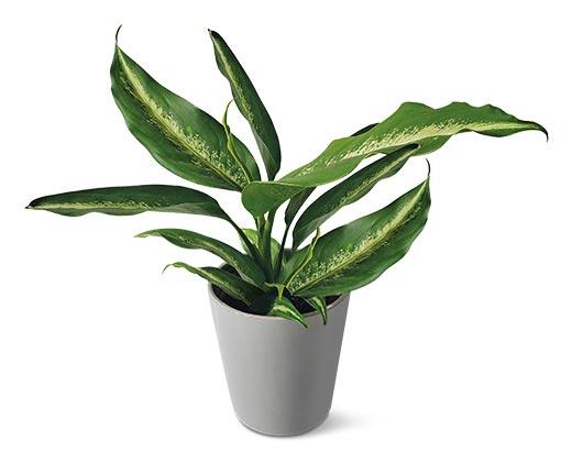 5" Foliage Assorted Varieties