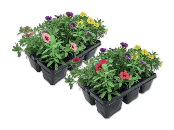 Beetpflanzenkollektion 6er Tray