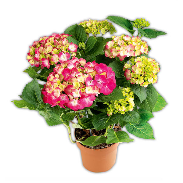 Premium Hortensie
