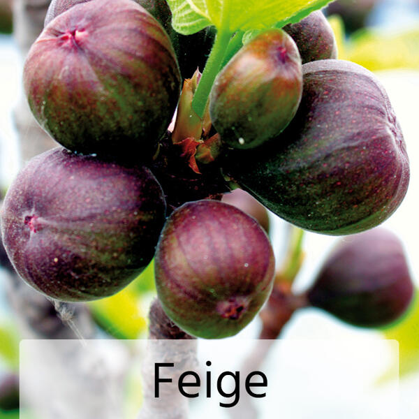 Obst-Mix
