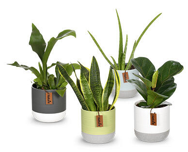 PIANTA VERDE
