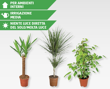 Pianta verde