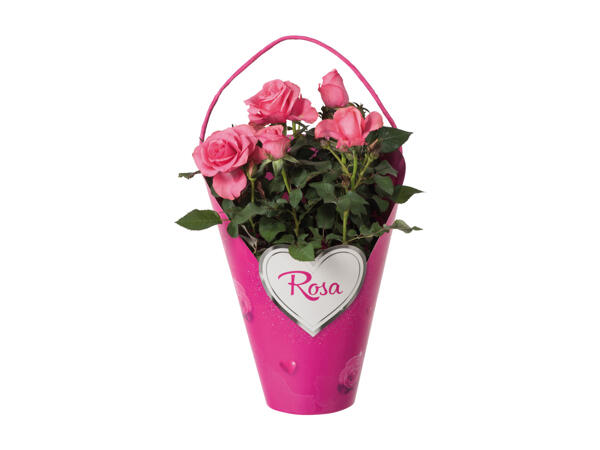 Roses