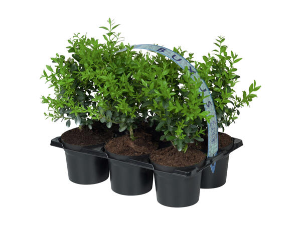Buxus