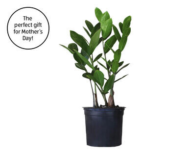 Zanzibar Plant 175mm