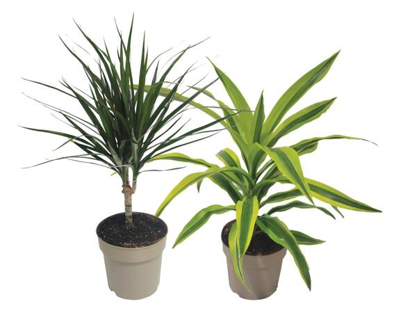 Green Plants