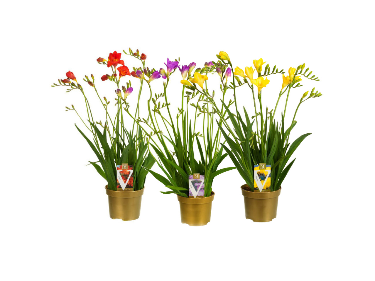 FREESIA