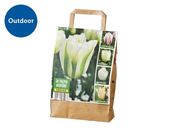 Tulip Bulbs - White