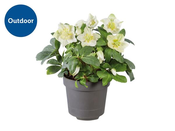 Christmas Rose