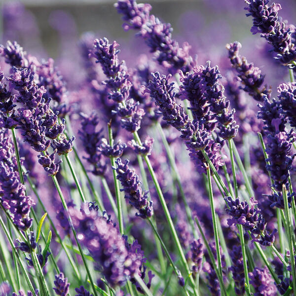 Garten-Lavendel "Lavandula"