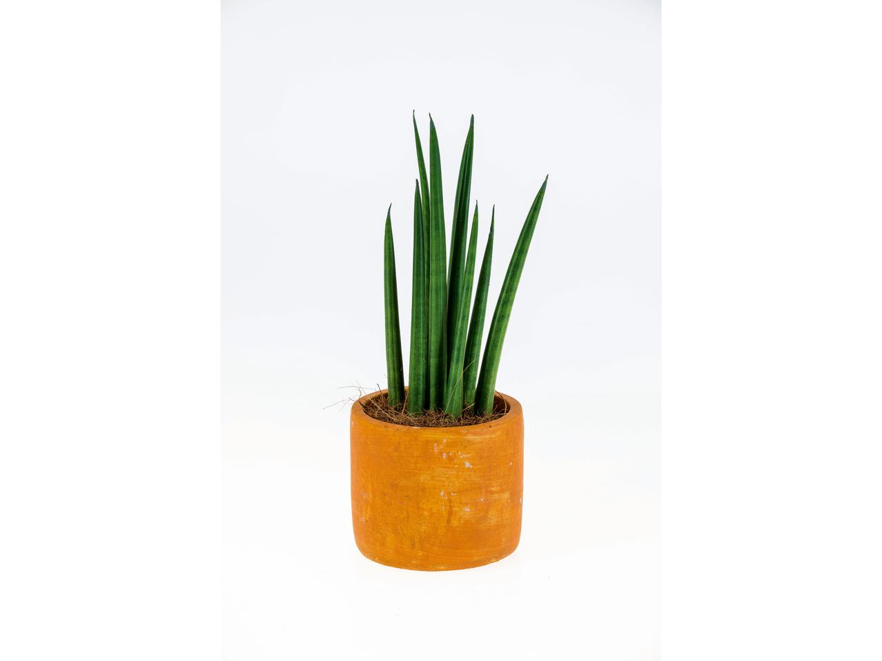 Planten in keramieken pot
