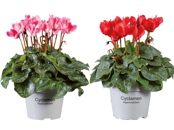 Cyclamen