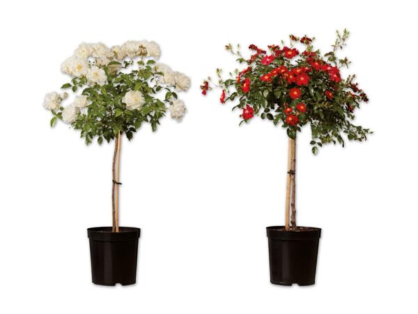 Rosenstamm