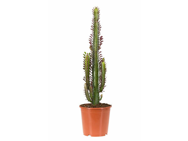 Assortiment de cactus