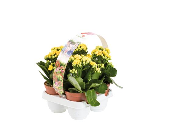 Kalanchoe