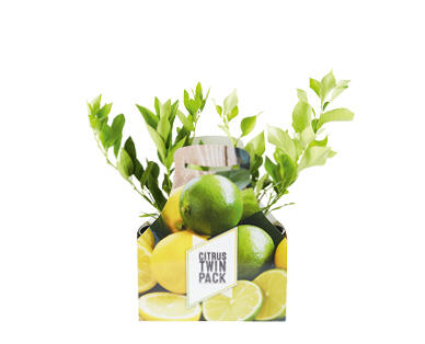 Citrus 2pk