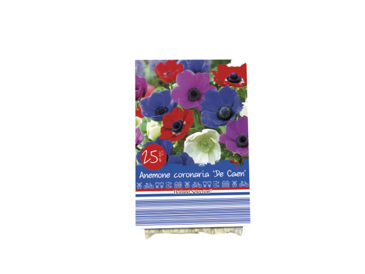 Autumn Flowering Bulbs1