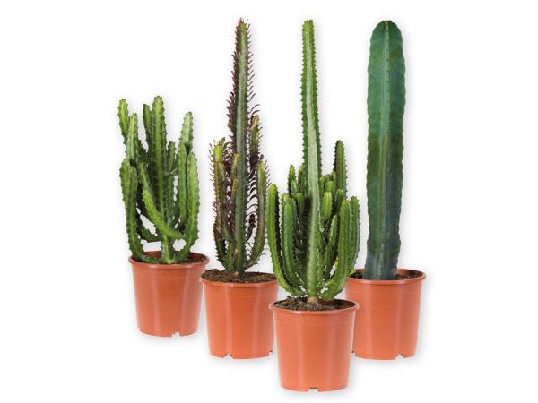 Cactus