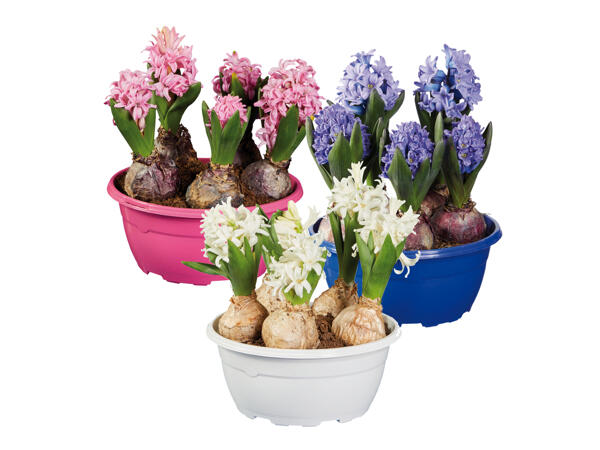 Hyacinth