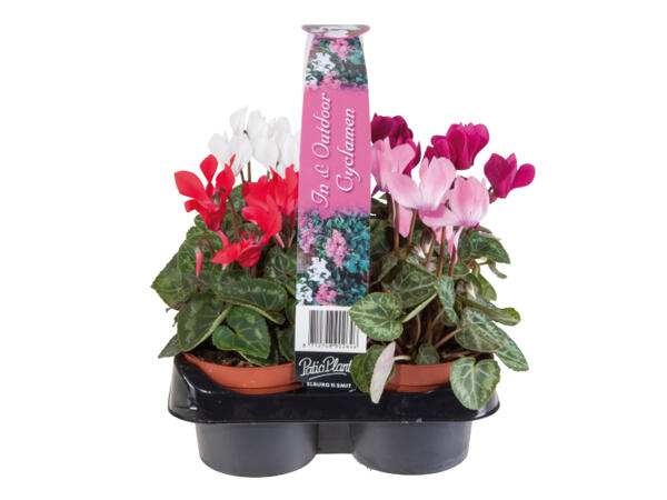 British Cyclamen