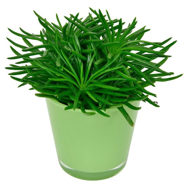GARDENLINE(R) Mini-Pflanze