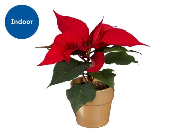 Mini Poinsettia in Ceramic