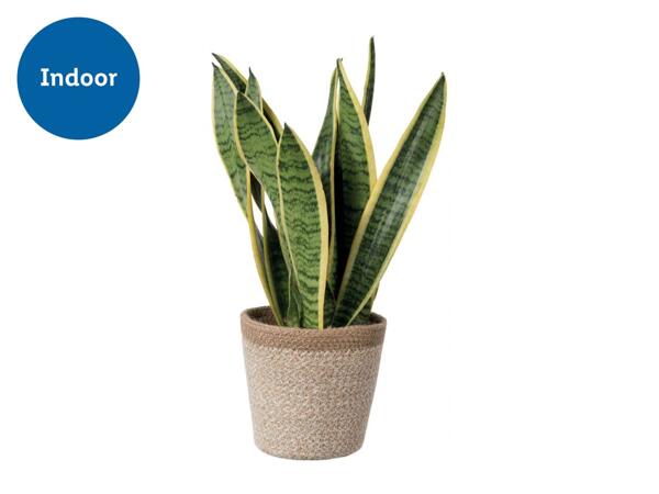 Green Plants in Jute Pots