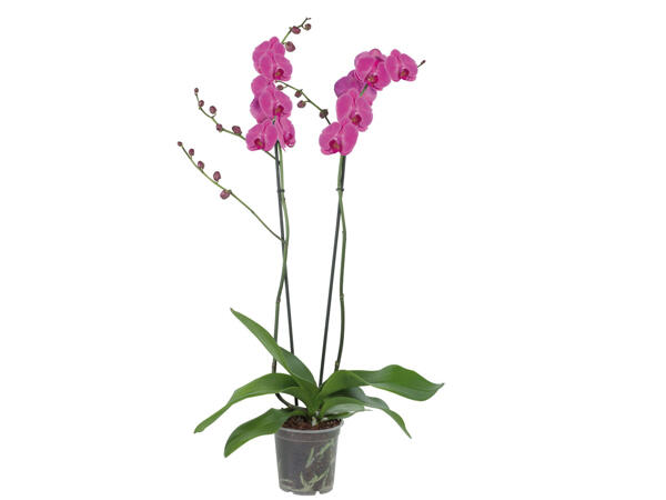 Orchidée papillon