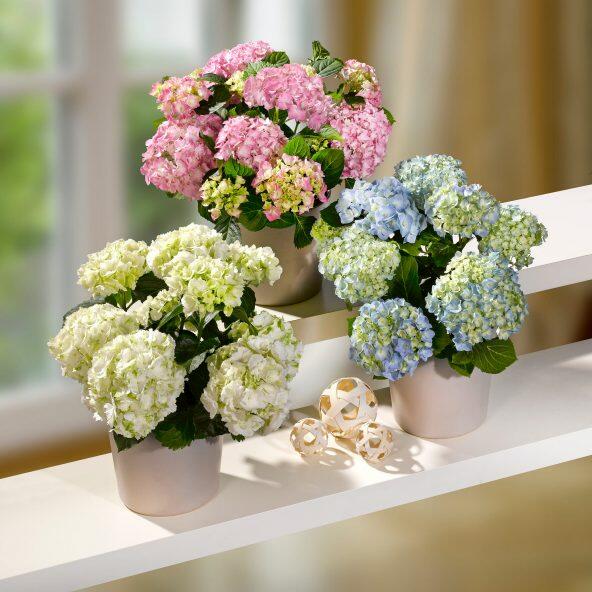 Hortensia