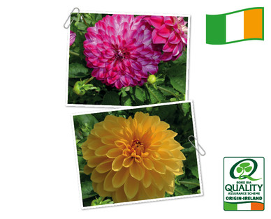 Irish Grown Maxi Dahlia