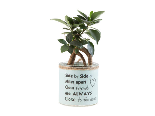 "Easy Care" Green Plants in a Decorative Pot
