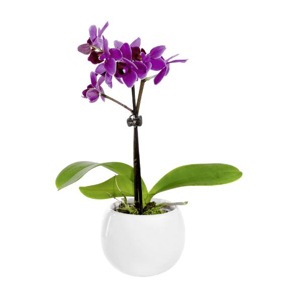Mini orchidée avec pot aimanté en céramique